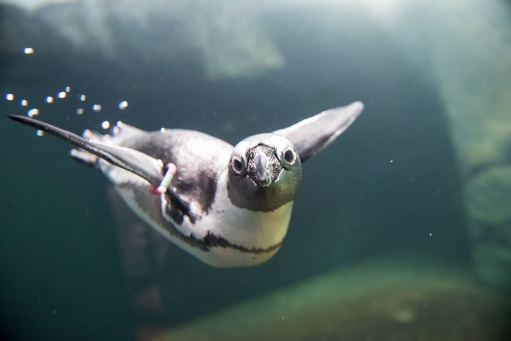 Frühjahrsputz bei Alvin, Picchio und Co. im Aquazoo