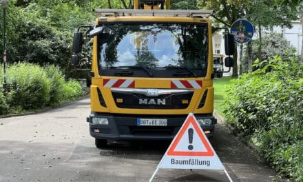 Rückschnitte an rund 250 Bäumen entlang des Rheinufers von Oberkassel bis Lörick