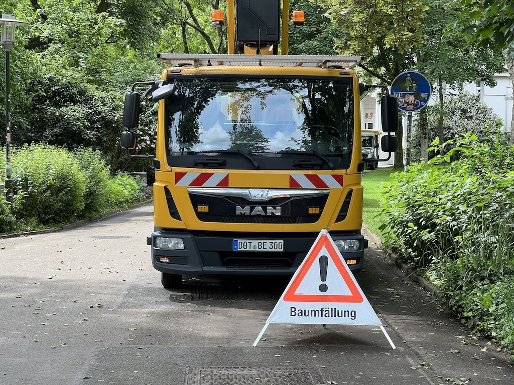 Stadt muss 84 kranke und abgestorbene Bäume fällen