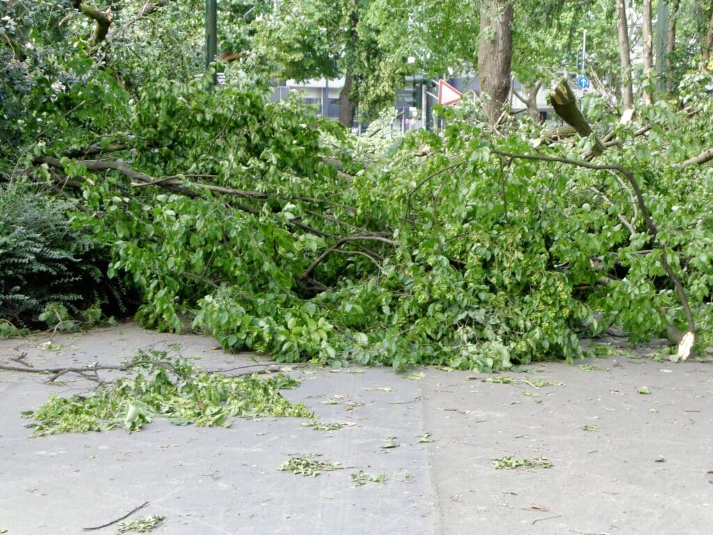 Orkan Ela: Zehn Jahre danach sind nahezu alle Grünanlagen wiederaufgebaut