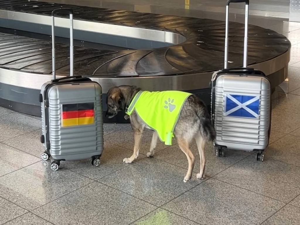 DUS EM-Orakel Lotta erschnüffelt Auftaktsieg der deutschen Mannschaft