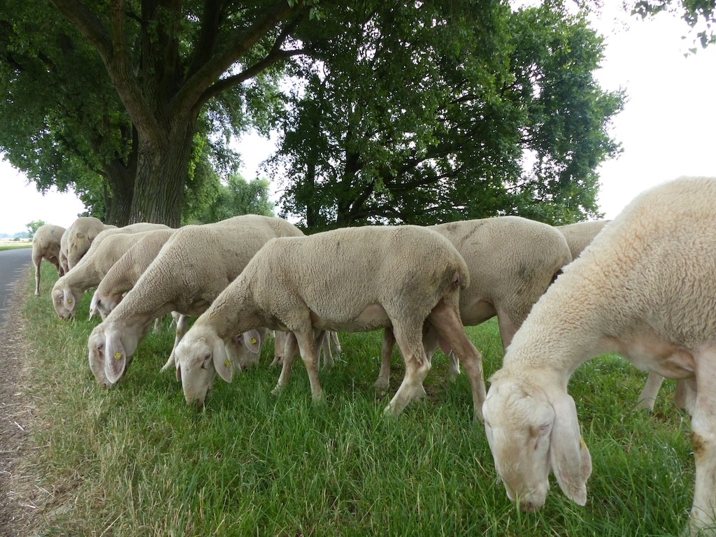 Mahdkonzept für Düsseldorfer Deiche zur Stärkung der Biodiversität