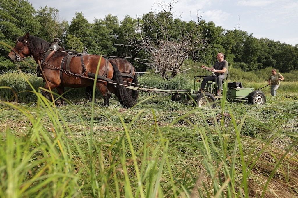 Landschaftspflege mit dem Rückepferd – französische Kaltblut-Wallache mähen Wiese im Naturschutzgebiet Eller Forst