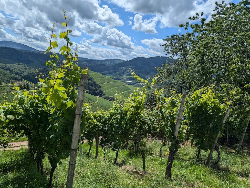 Weinberge in der Nähe vom Hotel Foto: Gabriele Schreckenberg