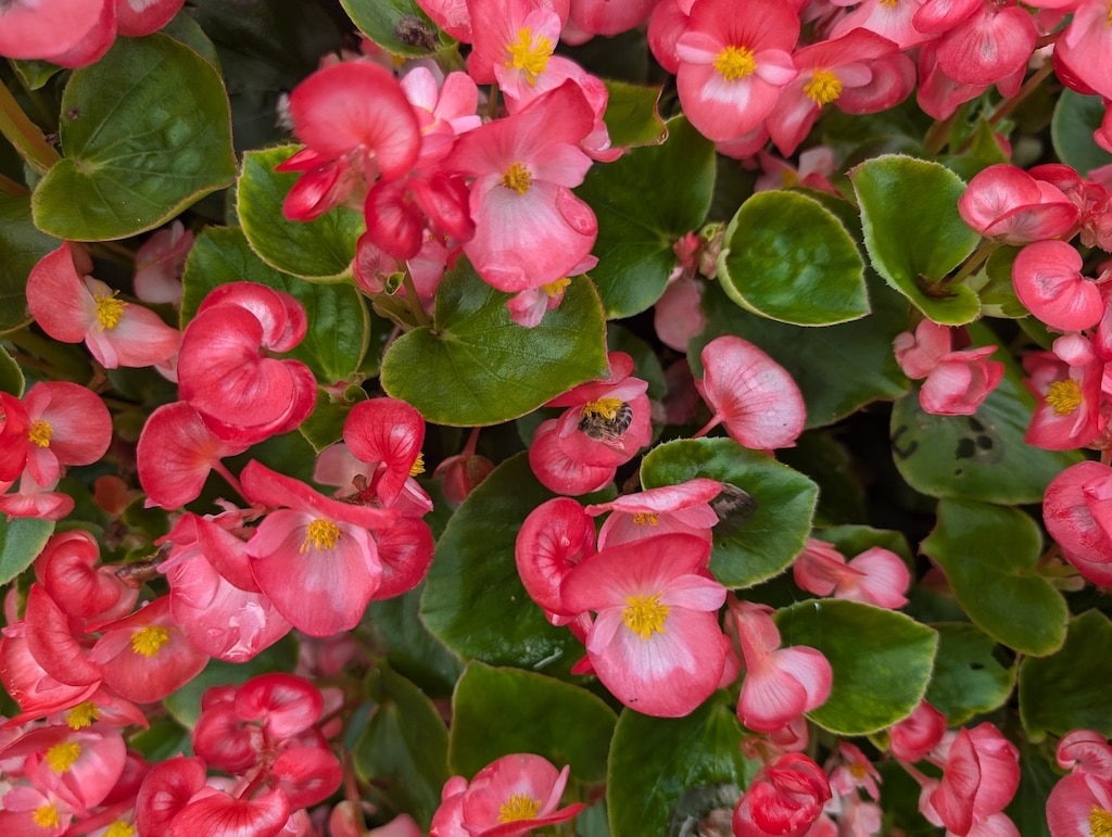 Soforthilfe bei Wespenstichen im Hals