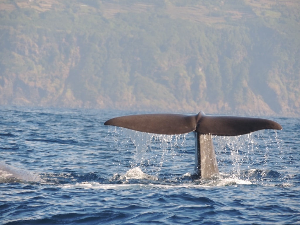 Aquazoo-Youtuberin berichtet von ihrer ersten Forschungsreise auf die Azoren