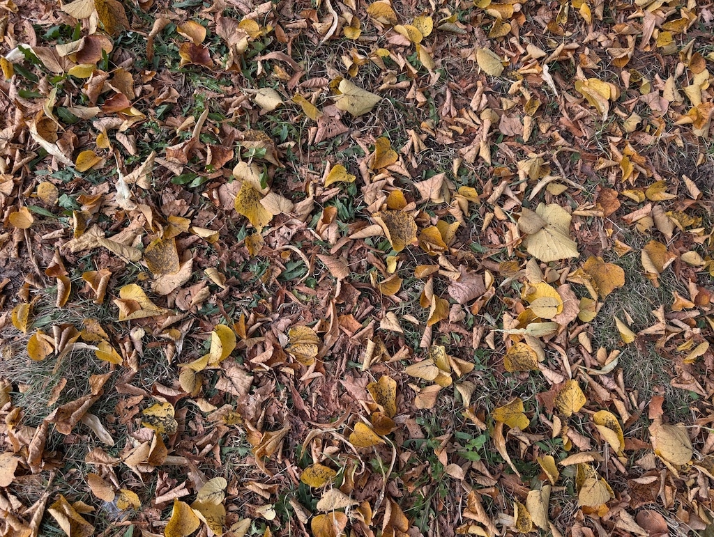 Unterwegs im Grünen: Stadt veranstaltet Führungen im Oktober