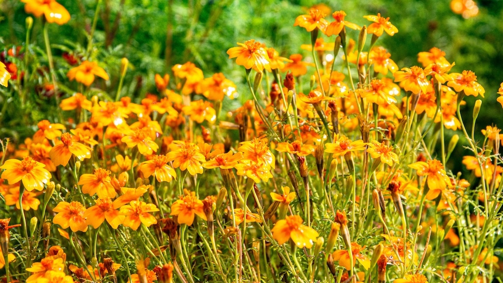 Üppige Pflanzenpracht im Botanischen Garten: Herbstliche Eindrücke im Düsseldorfer Süden