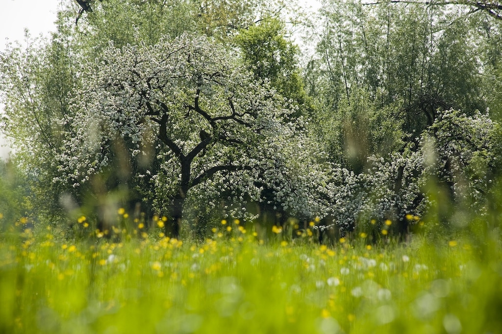 Herbstpflege im Naturschutzgebiet Urdenbacher Kämpe