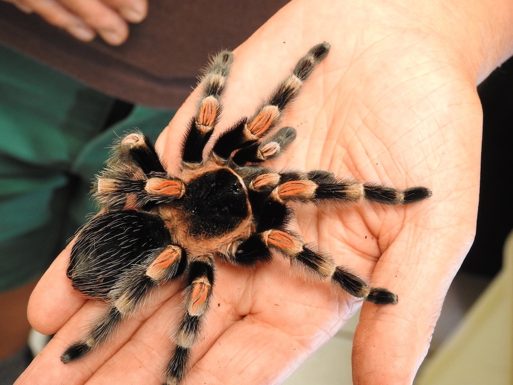 Halloween-Führung durch den nächtlichen Aquazoo