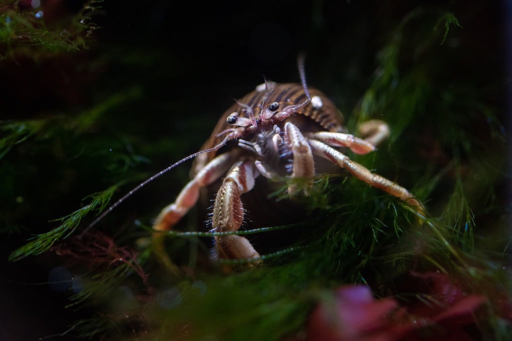 Tierfotografie – Workshop für Erwachsene im Aquazoo