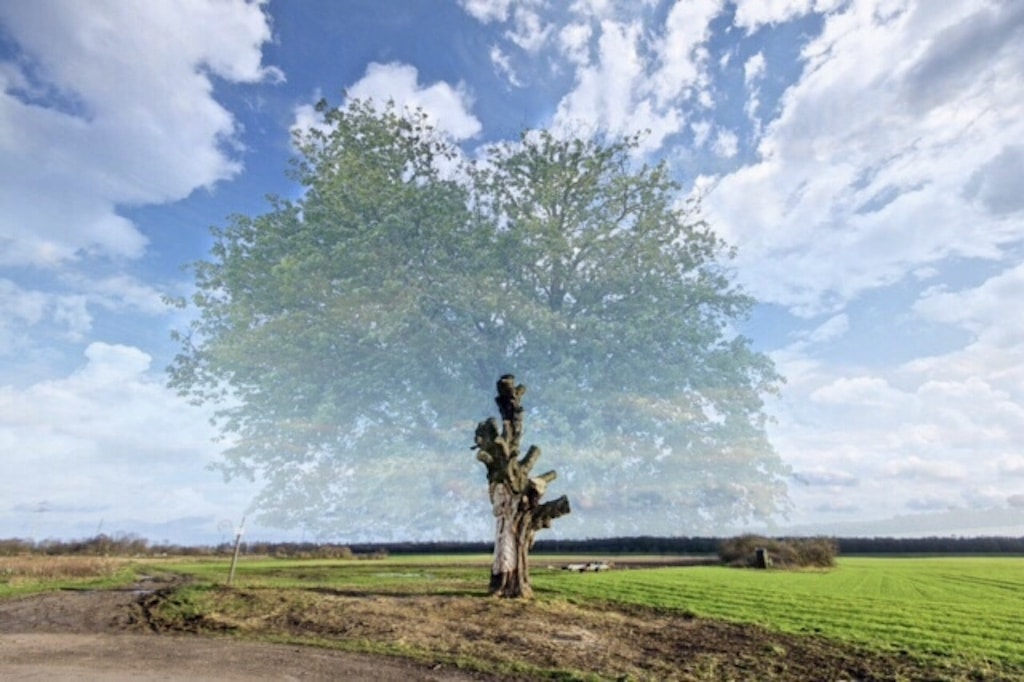 Abschied von der Himmelgeister Kastanie