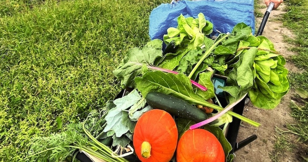 Erfolgreiche Gartensaison 2024 trotzt regenreichstem Frühjahr – Buchungen für 2025 ab sofort möglich