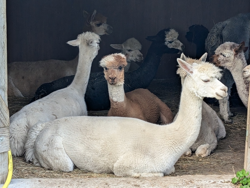 Produkte von den Alpakas wärmen nicht nur das Herz