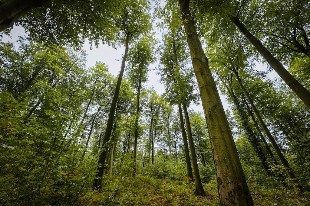 In den städtischen Forstrevieren startet die Waldpflege