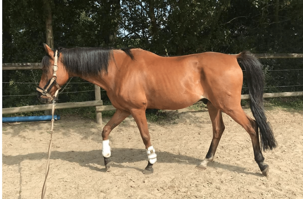 Pferderettung in Ludenberg – Feuerwehr hilft verletztem Tier auf die Beine