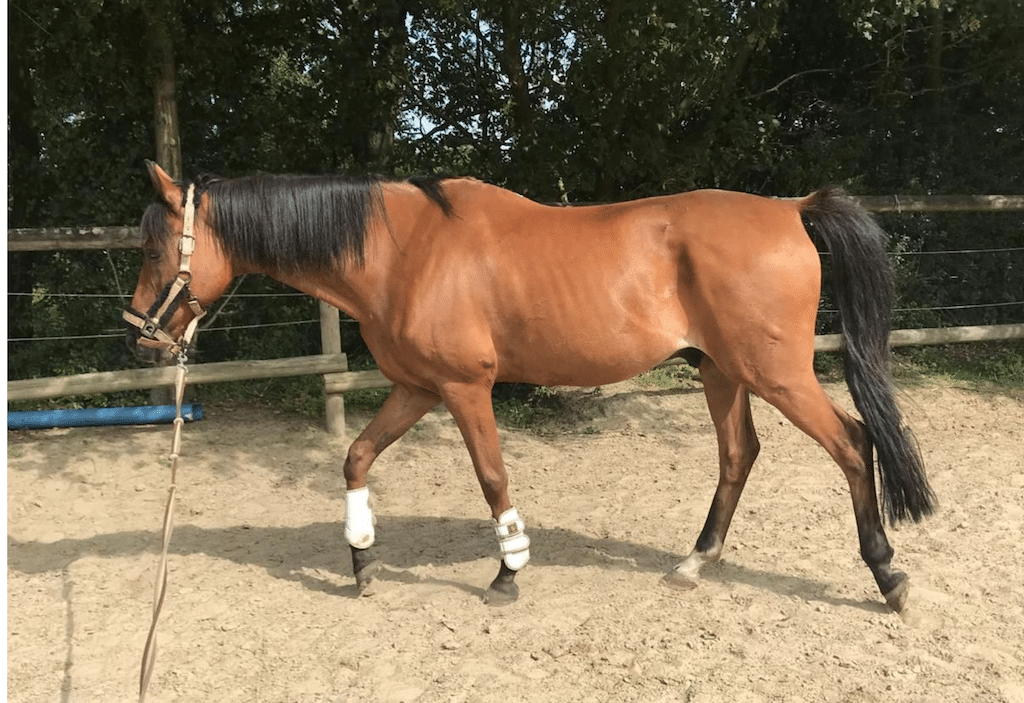 Pferde brauchen neue Reitplaketten: Online-Antrag ab 1. Januar möglich