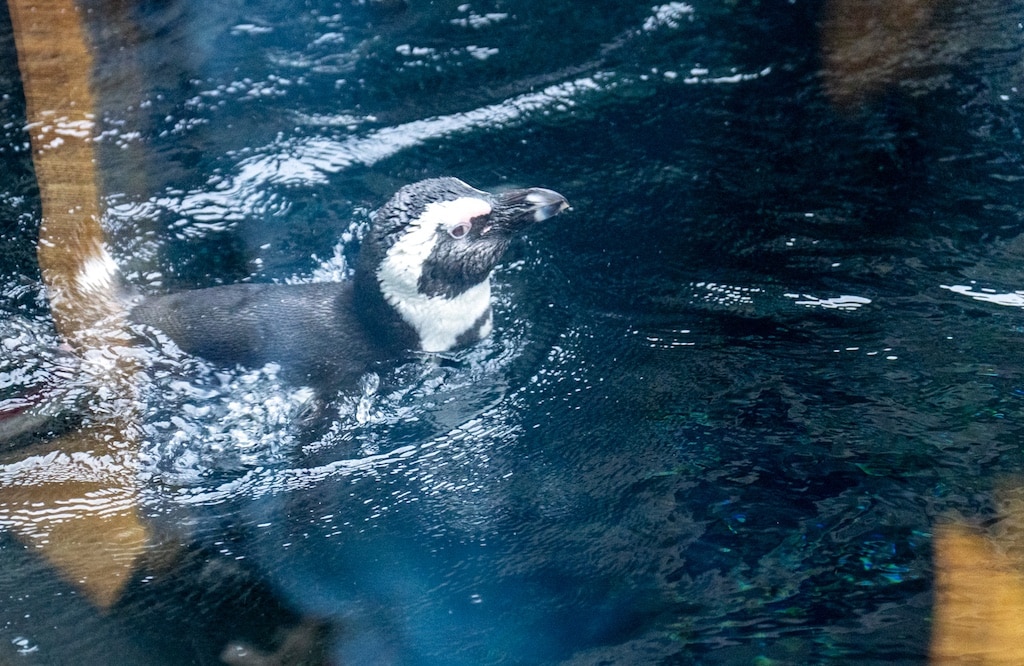 Pinguin Zooma tritt den DKG Weißfräcken bei