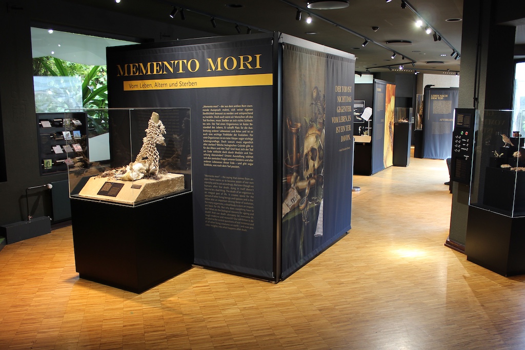 Das Leben feiern: Informationsstand zur Stammzellspende