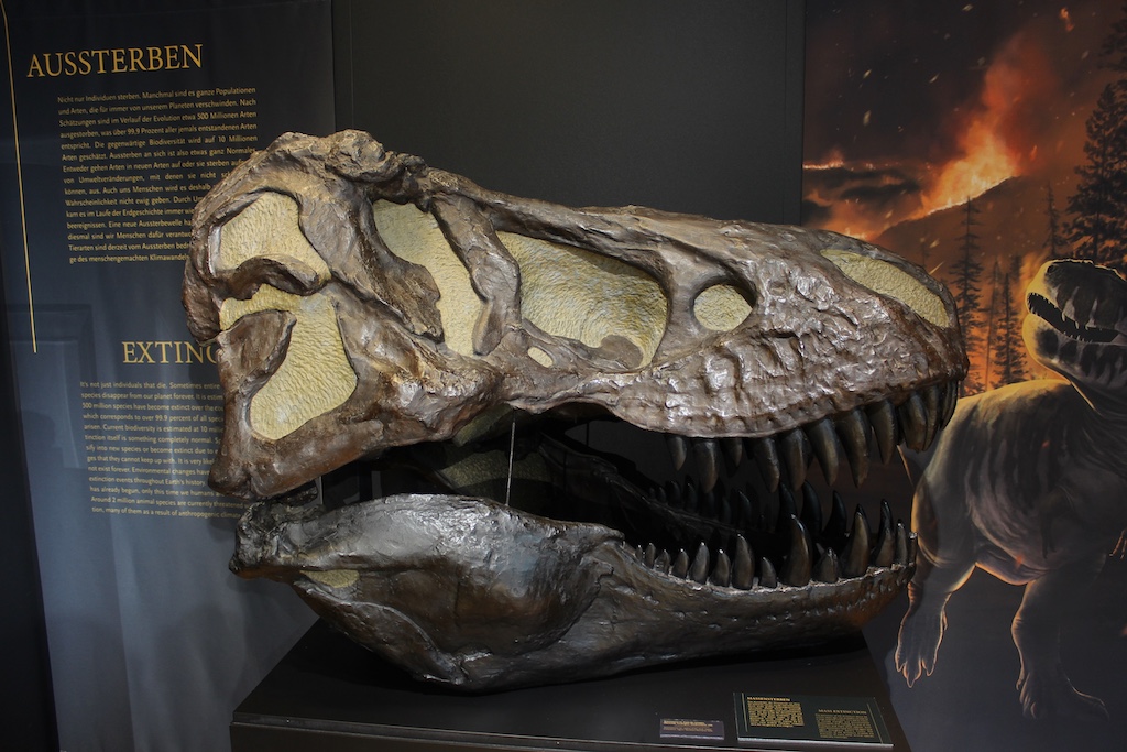 Öffentliche Führung zur Sonderausstellung “Memento mori” im Aquazoo Löbbecke Museum