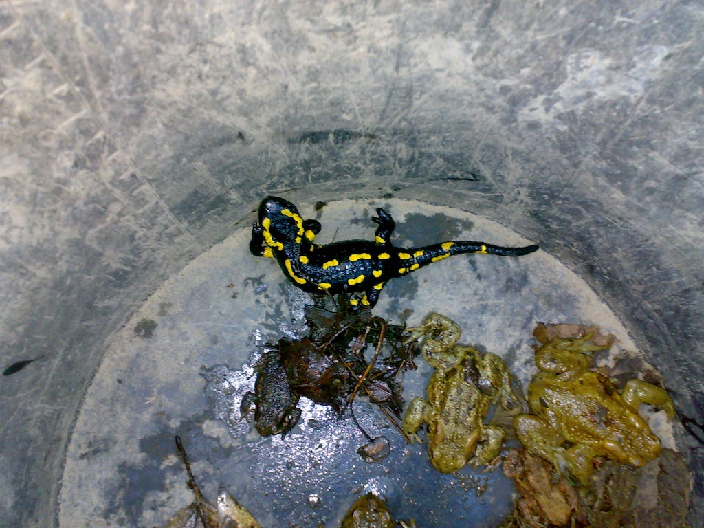 In Düsseldorf beginnt die Krötenwanderung