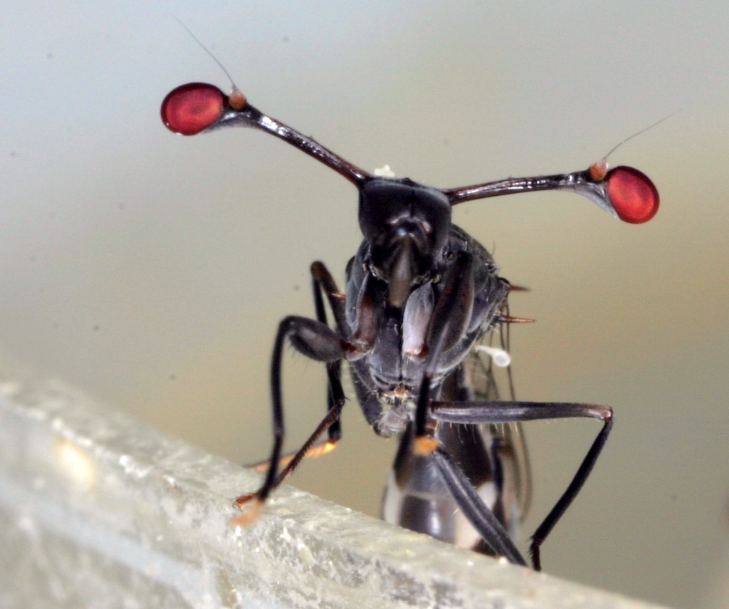 Workshop für Erwachsene zu Insekten im Aquazoo