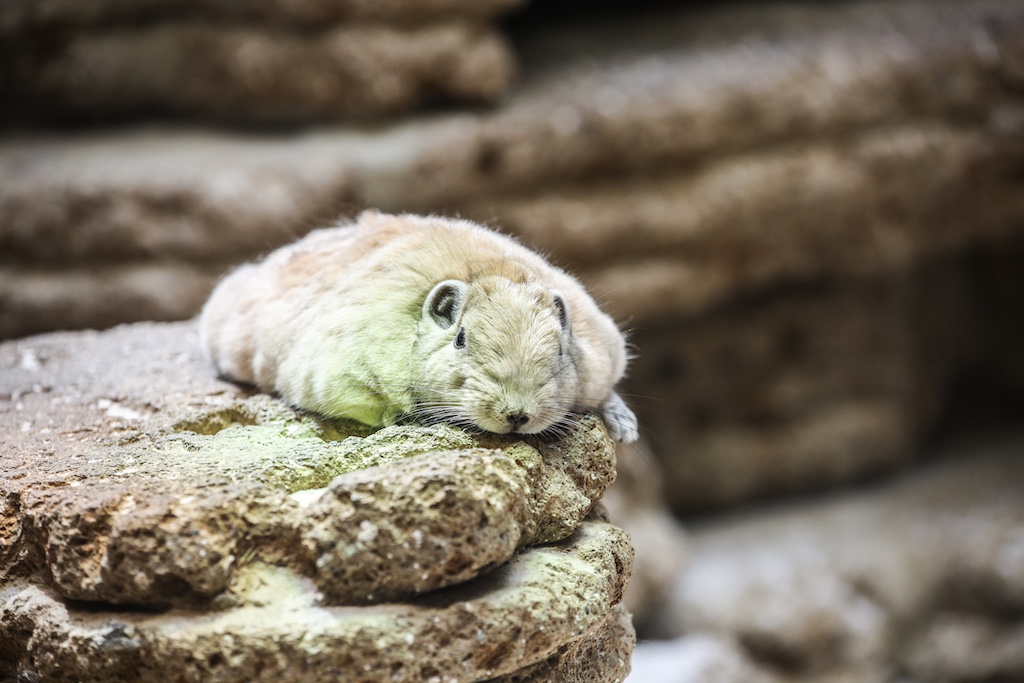 Dankbares Motiv beim Workshop im Aquazoo Löbbecke Museum zur Tierfotografie: ein ruhender Gundi,(c)Aquazoo Löbbecke Museum