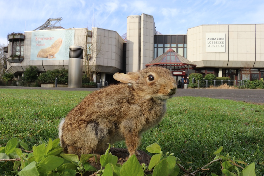 Ferienaktionen im Aquazoo Löbbecke Museum