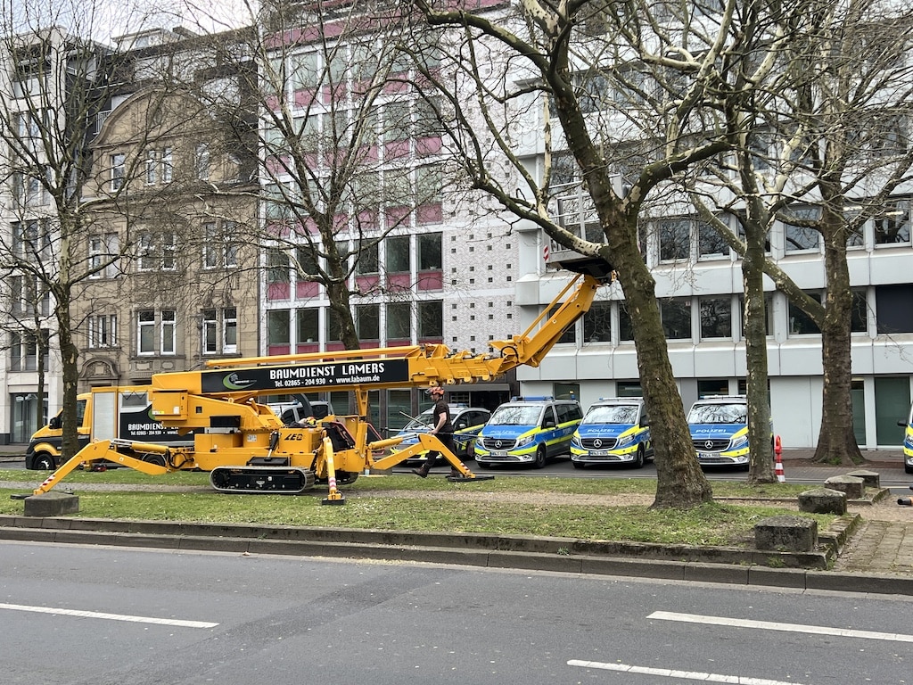Formschnitt für die Platanen an der Heinrich-Heine-Allee