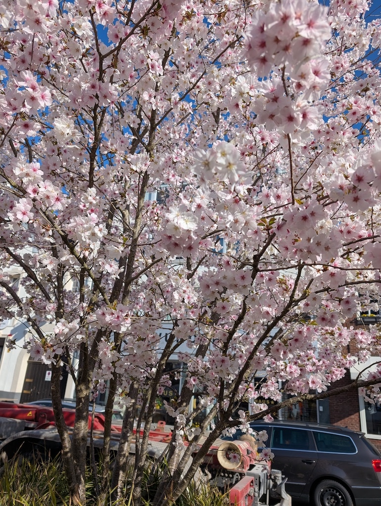 Blütenpracht in Kaiserswerth © Gabriele Schreckenberg Blütenpracht in Kaiserswerth © Gabriele Schreckenberg