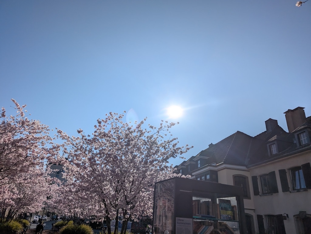 Blütenpracht in Kaiserswerth © Gabriele Schreckenberg Blütenpracht in Kaiserswerth © Gabriele Schreckenberg