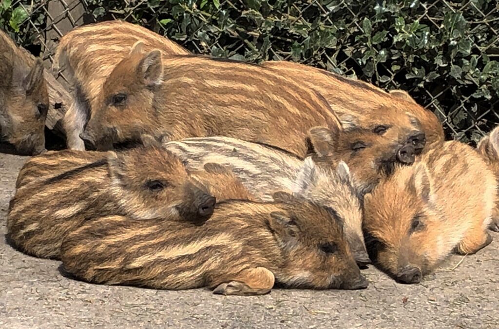 Hände weg von jungen Wildtieren!