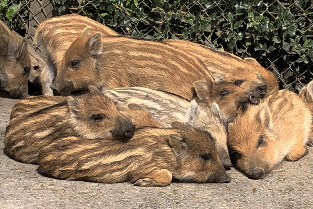 Symbolbild Frischlinge ©Landeshauptstadt Düsseldorf/Gartenamt