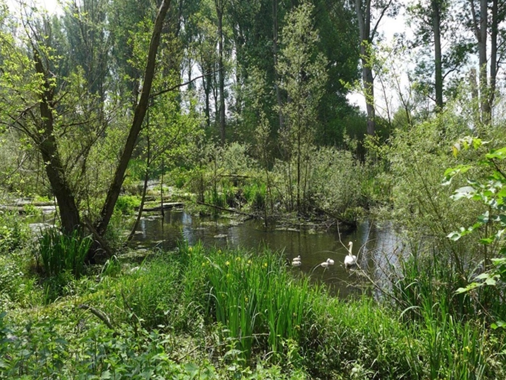 “Wildnis wagen im Ballungsraum” – Symposium zur Renaturierung des Urdenbacher Altrheins