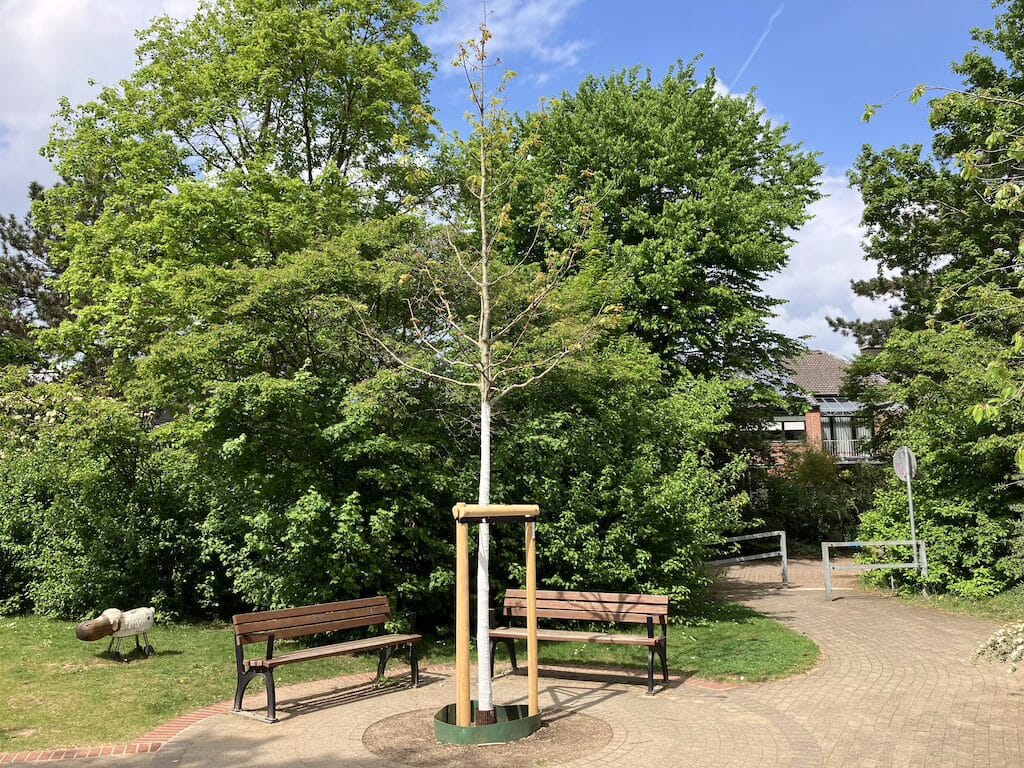 Die neu gepflanzte Rot-Eiche (Quercus rubra) steht als Schattenbaum inmitten des kreisrunden Weges am Kinderspielplatz der Elsa-Brändström-Straße © Landeshauptstadt Düsseldorf/Gartenamt