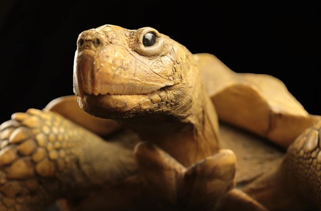 Sonderausstellung “Memento mori” im Aquazoo Löbbecke Museum geht in die letzte Woche