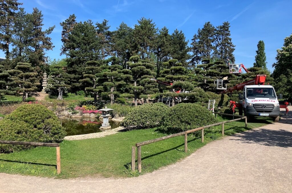 Nordpark: Stadt schneidet Kiefern im Japanischen Garten