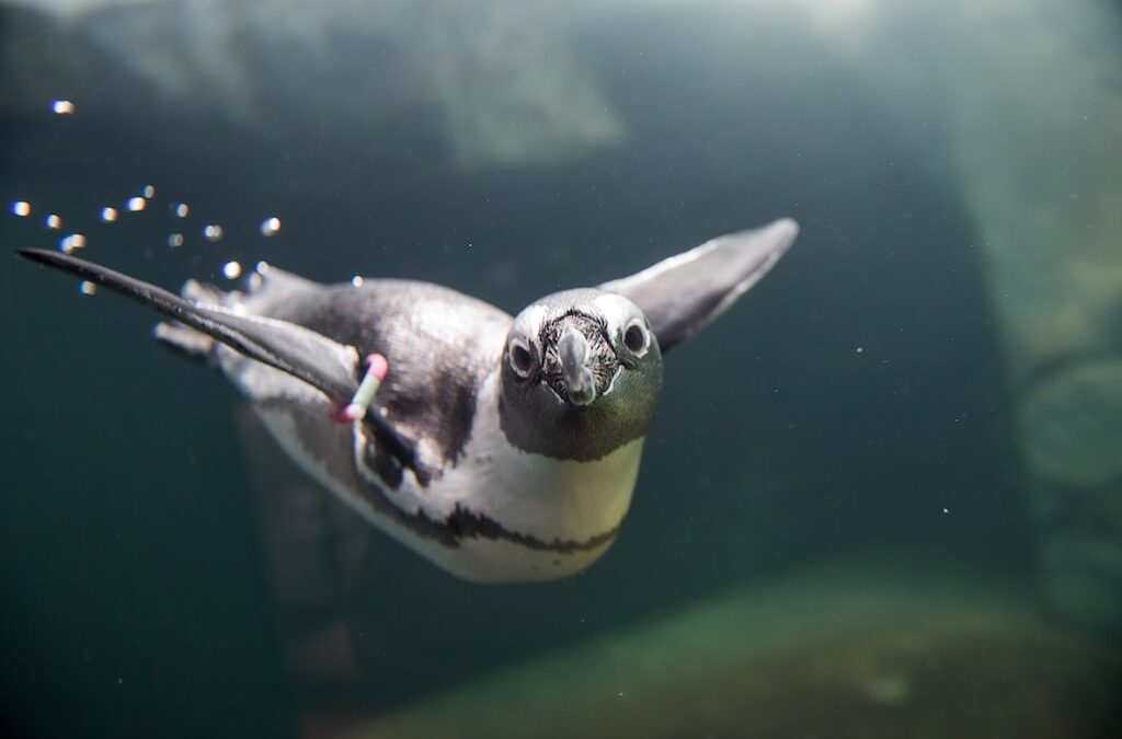 Aquazoo: Pinguine sind wieder in ihrer Anlage zurück