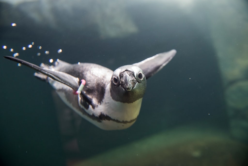 Im Aquazoo lebt eine Gruppe aus zwölf Brillenpinguinen Landeshauptstadt Düsseldorf/Uwe Schaffmeister