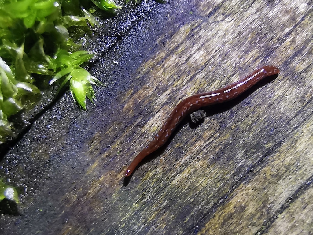 Nachts im Eller Forst: Die Sichtung der ersten Blaugefleckten Landplanarie (Marionfyfea adventor ) in Düsseldorf sorgte für eine große Überraschung © Dr. Stefan Curth