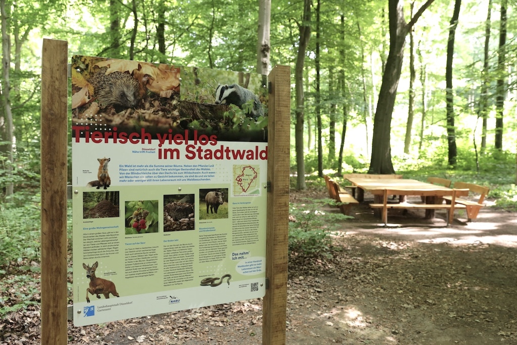 Der Aaper Wald hat nun einen Wald-Klima-Pfad. Der Rundweg führt vorbei an 13 Stationen und vermittelt auf 15 Infotafeln Wissen rund um den Schwerpunkt der Klimaanpassung im Stadtwald. © Landeshauptstadt Düsseldorf/Ingo Lammert