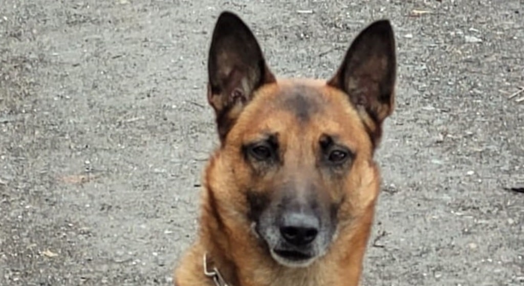 Einbruch ins Düsseldorfer Hallenbad – Diensthund stellt vier Tatverdächtige