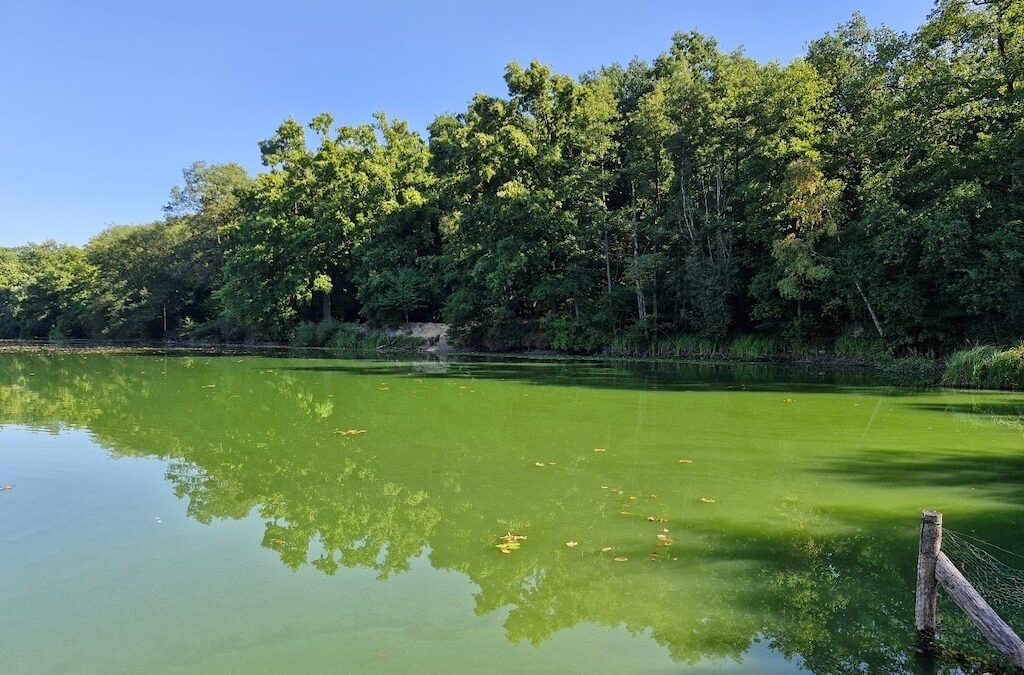 Blaualgen im Zamek-See