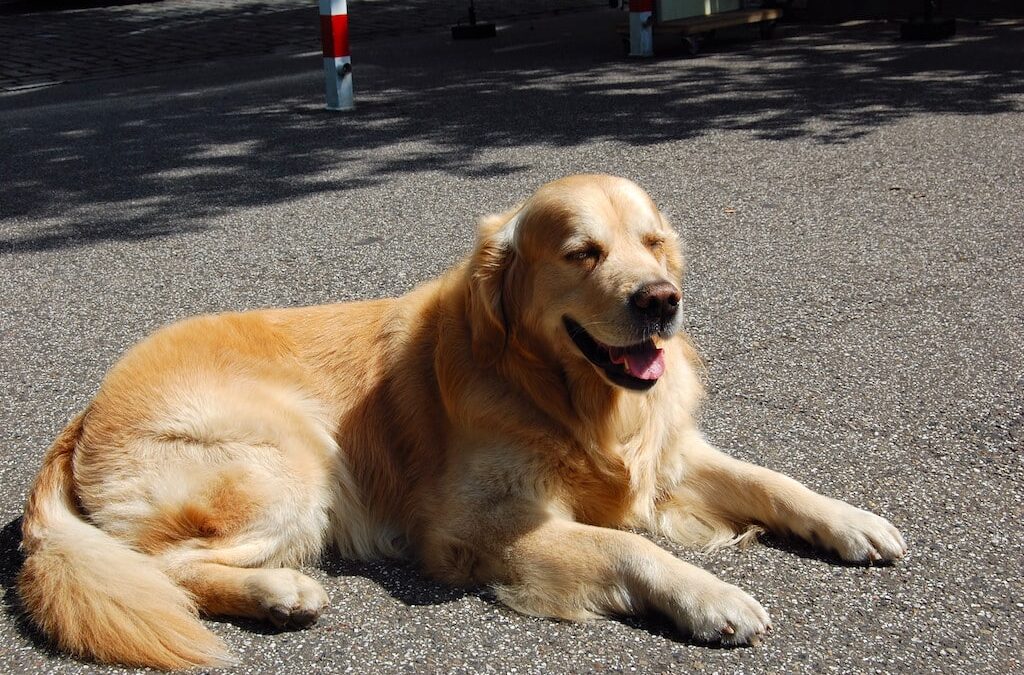 Hitzefalle: Tiere nicht im geparkten Auto lassen!