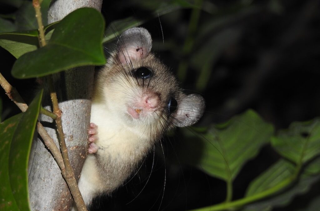 Aktionswoche “Achtung Artenvielfalt”: Aquazoo beteiligt sich mit vielfältigem Programm