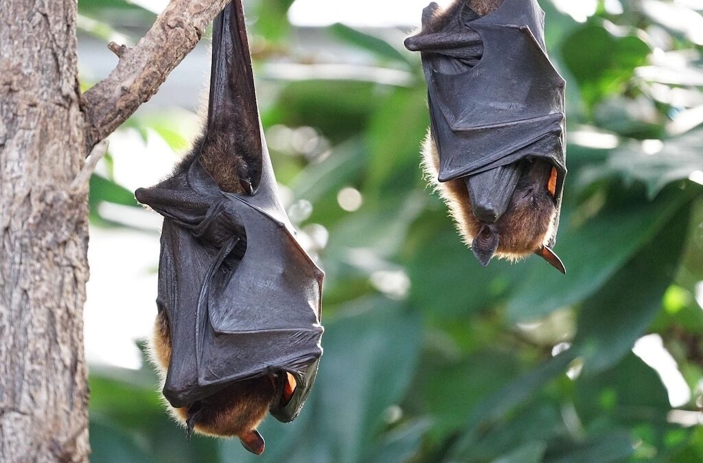 Dreimal Fledermäuse treffen