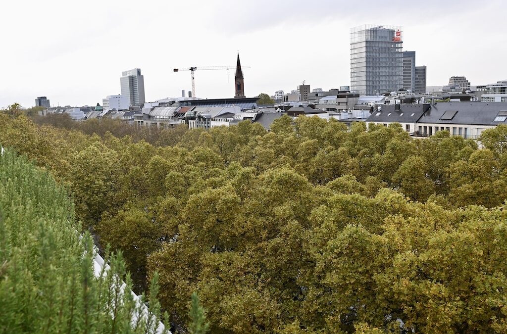 Unterwegs im Grünen: Herbstliche Führung im November und Advent-Waldbaden im Dezember