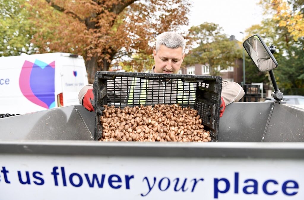 Rheinpark erblüht neu: 1,24 Millionen Krokusse für das „Blaue Band“
