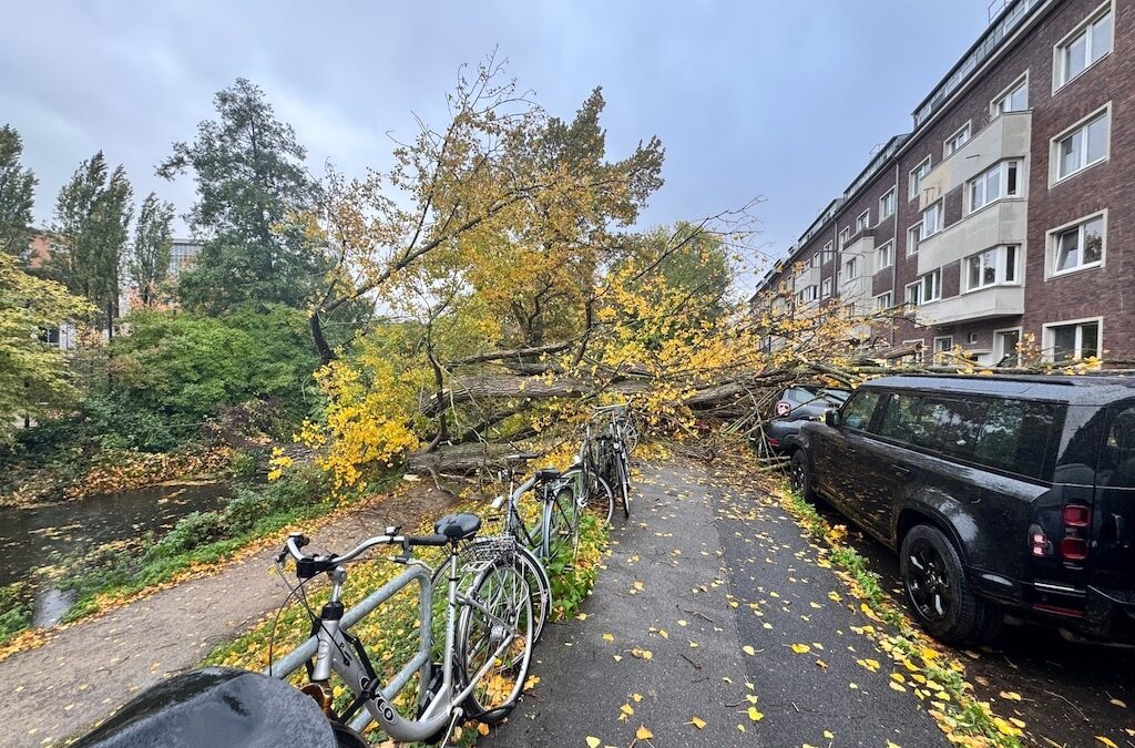Sturmböen über Düsseldorf: 50 Meter hoher Baum stürzte auf neun geparkte Fahrzeuge