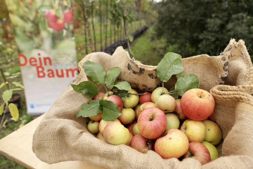 Unter den Obstbäumen sind drei verschiedene Apfelbaumsorten – der besonders beliebte "Blaue Kölner" sowie der Gravensteiner und der Dülmener Herbstrosenapfel. © Landeshauptstadt Düsseldorf/Ingo Lammert